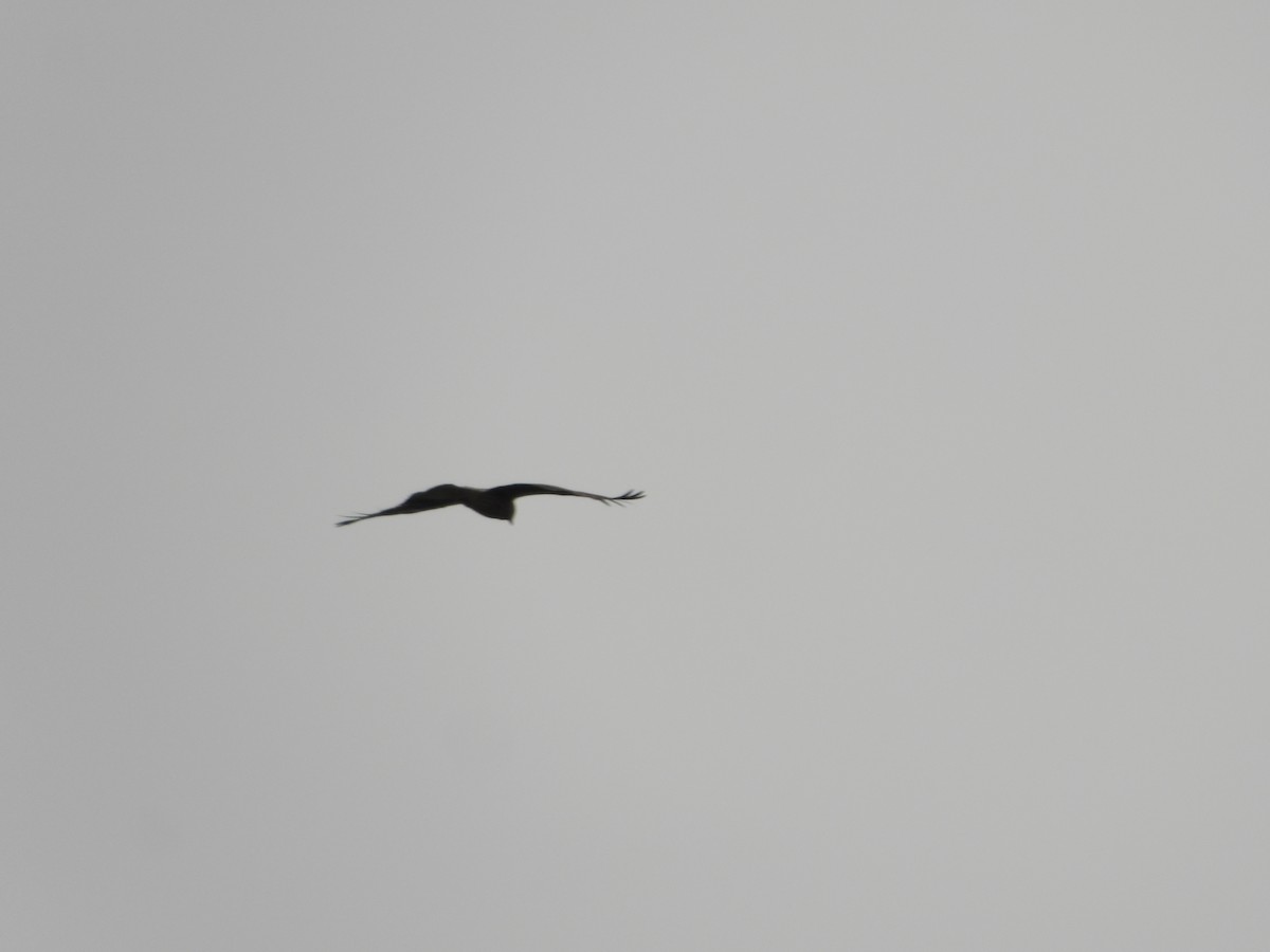 Black Kite - Sundar Lakshmanan