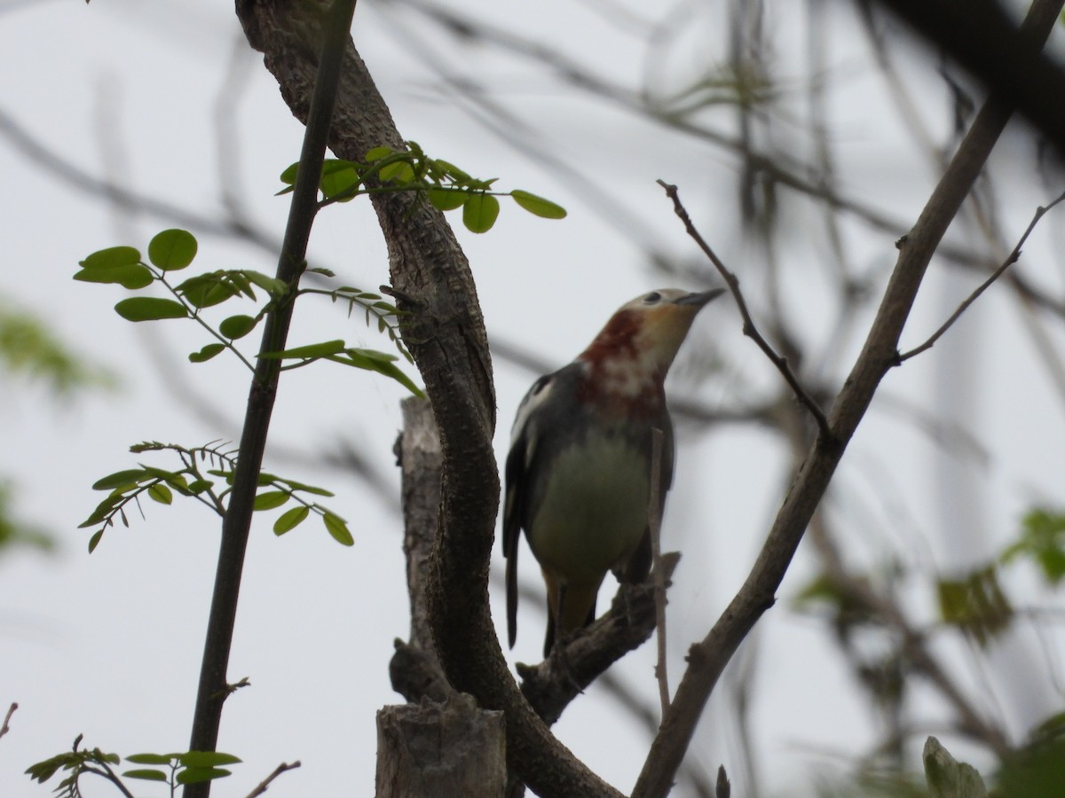 Chestnut-cheeked Starling - ML619102494