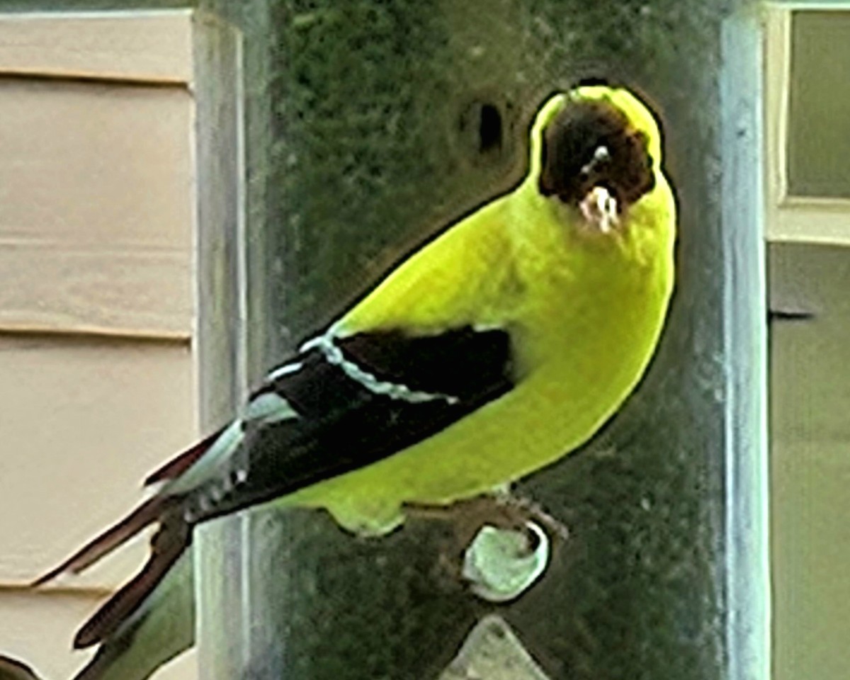 American Goldfinch - ML619102499