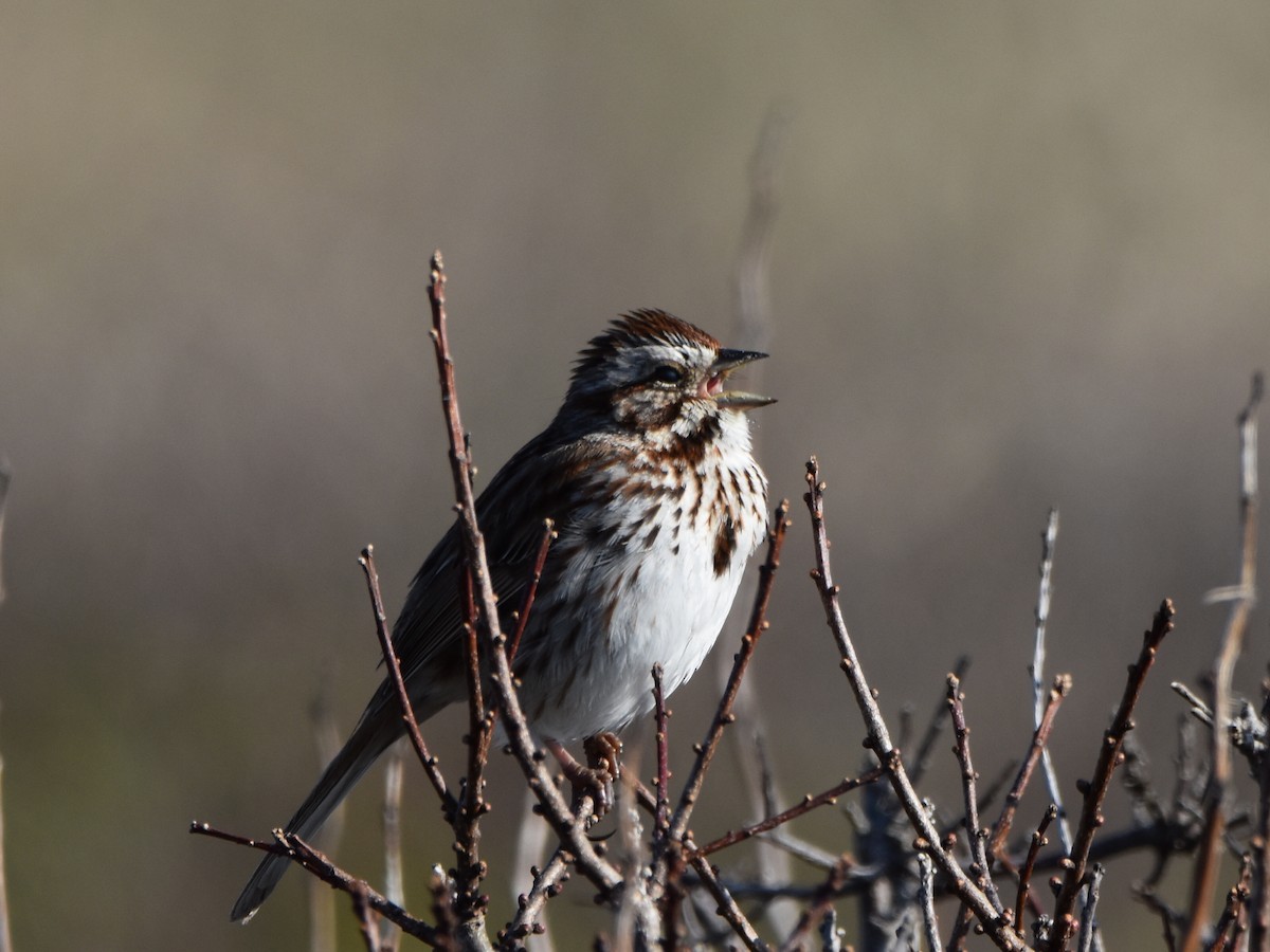 Song Sparrow - Olivia Andrews