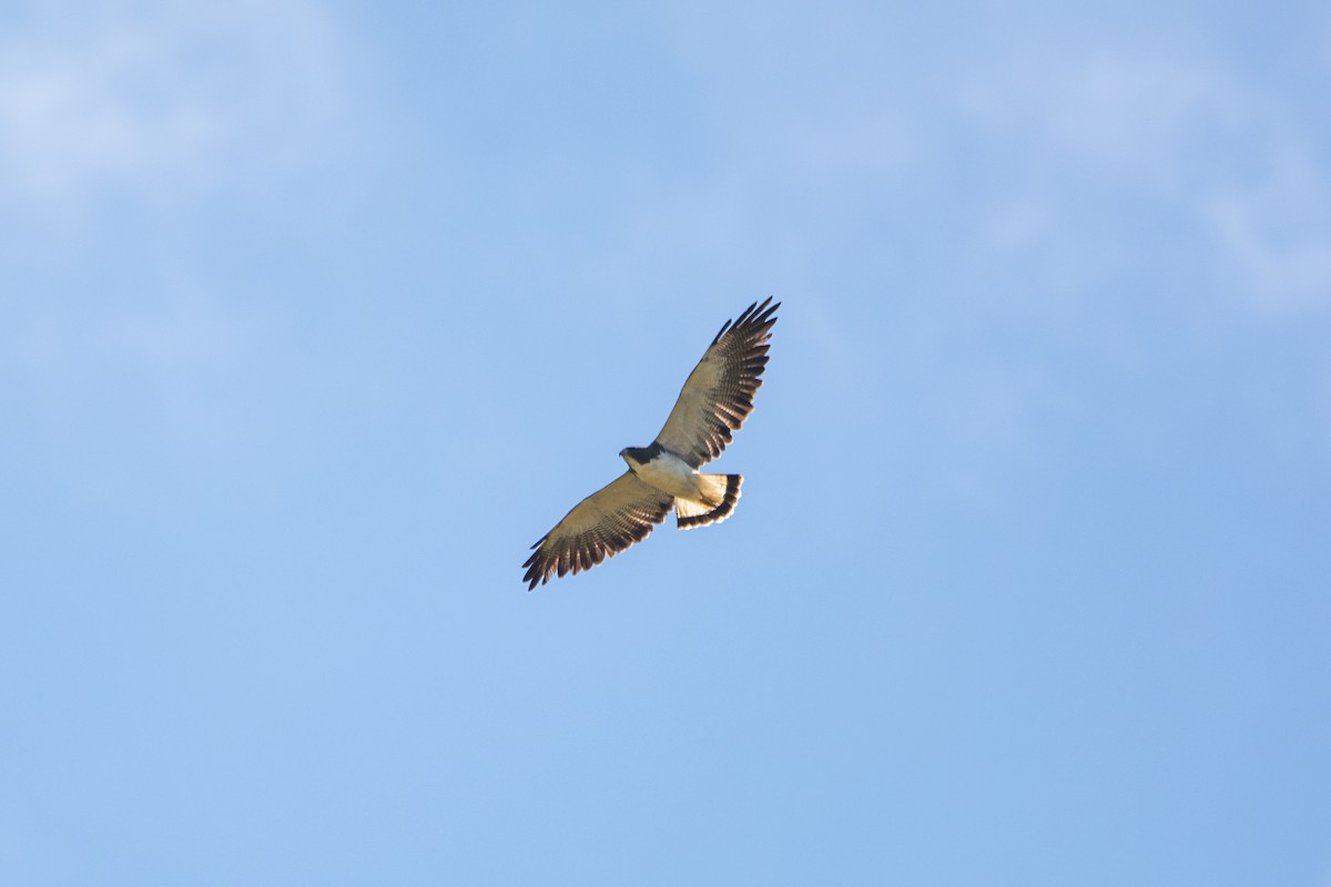 White-tailed Hawk - FABRICIO GRIGOLIN