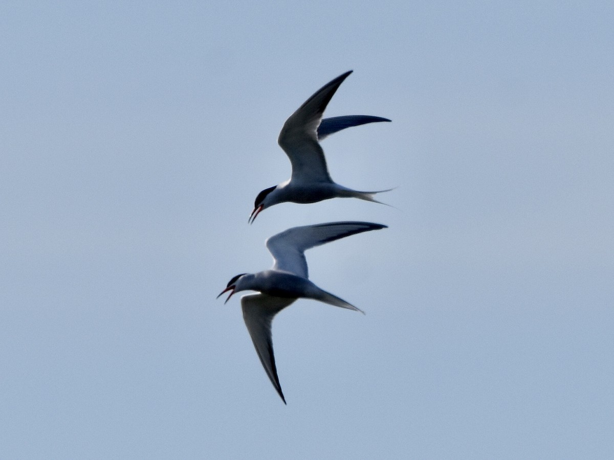 Common Tern - ML619102514