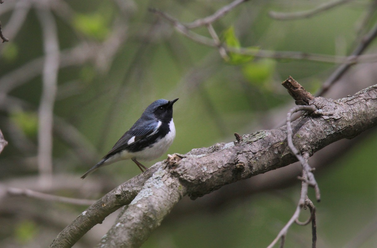 Black-throated Blue Warbler - Jocelyn Pyne