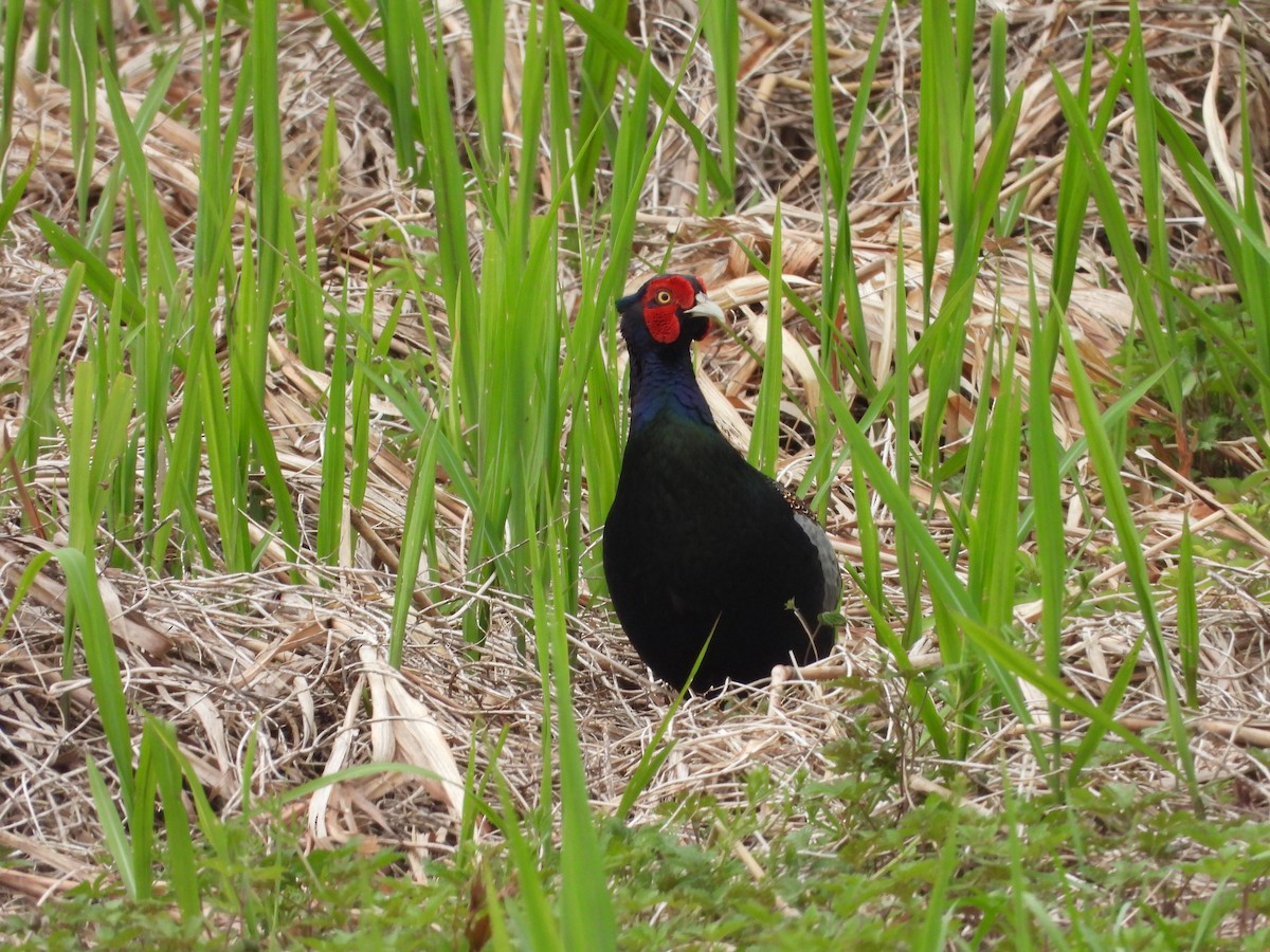 Green Pheasant - Sundar Lakshmanan