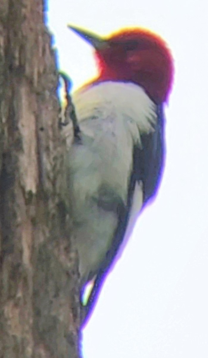 Red-headed Woodpecker - David Lagan