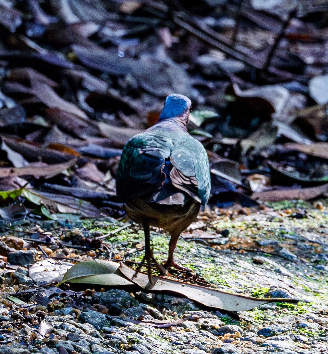 Asian Emerald Dove - ML619102559