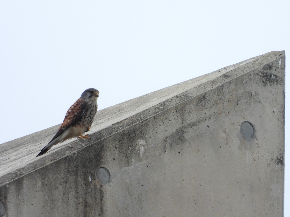 Eurasian Kestrel - ML619102562