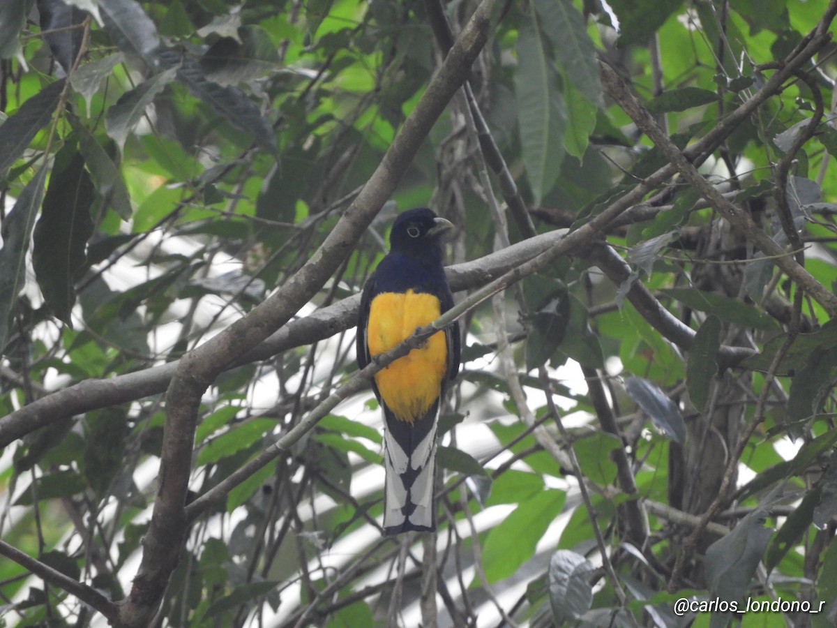 Green-backed Trogon - Carlos Londoño