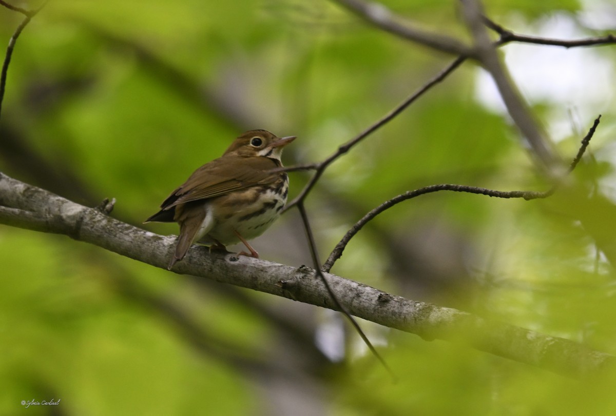 Ovenbird - Sylvain Cardinal