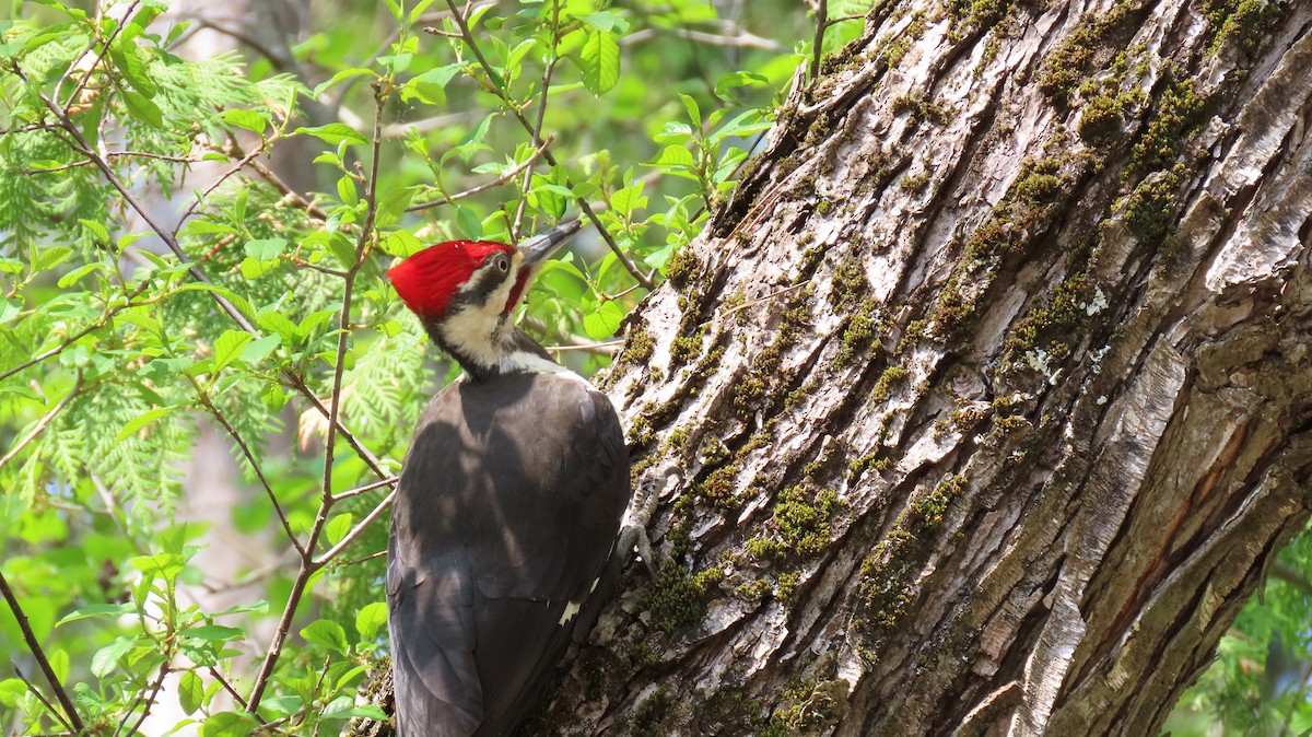 Pileated Woodpecker - John and Lesley Cree