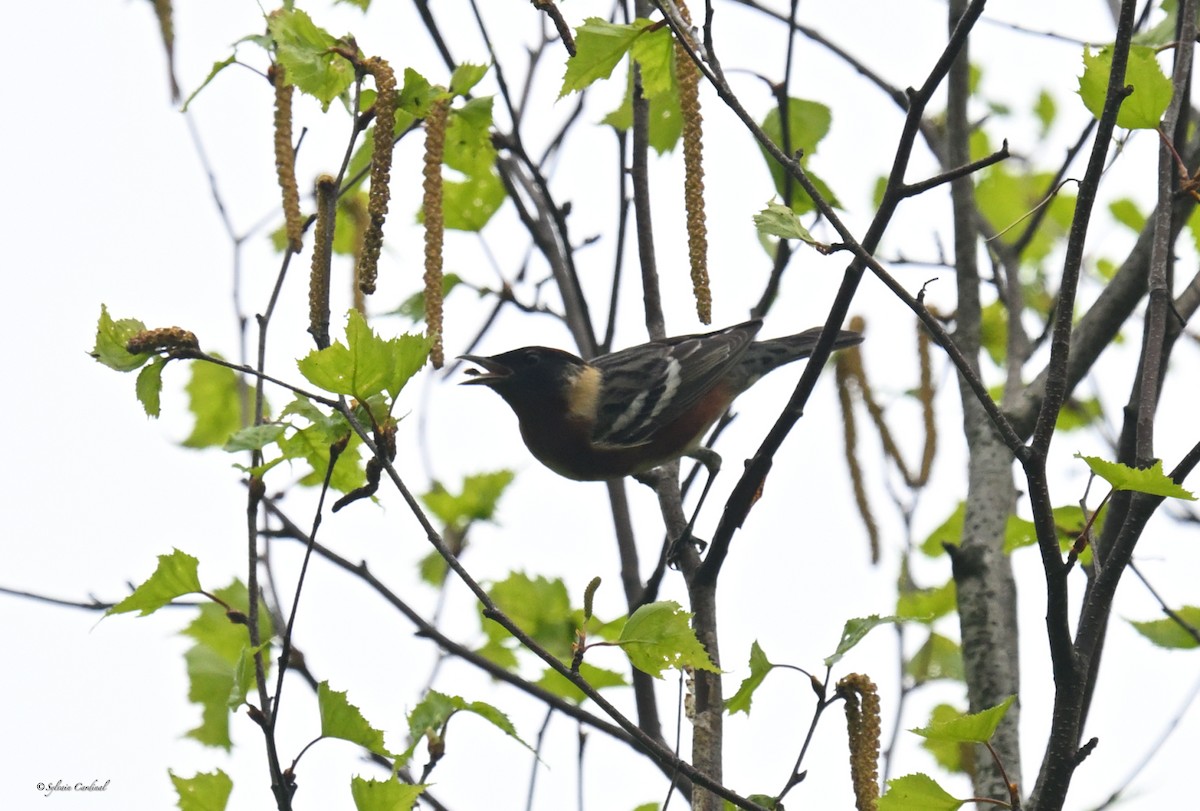 Bay-breasted Warbler - Sylvain Cardinal