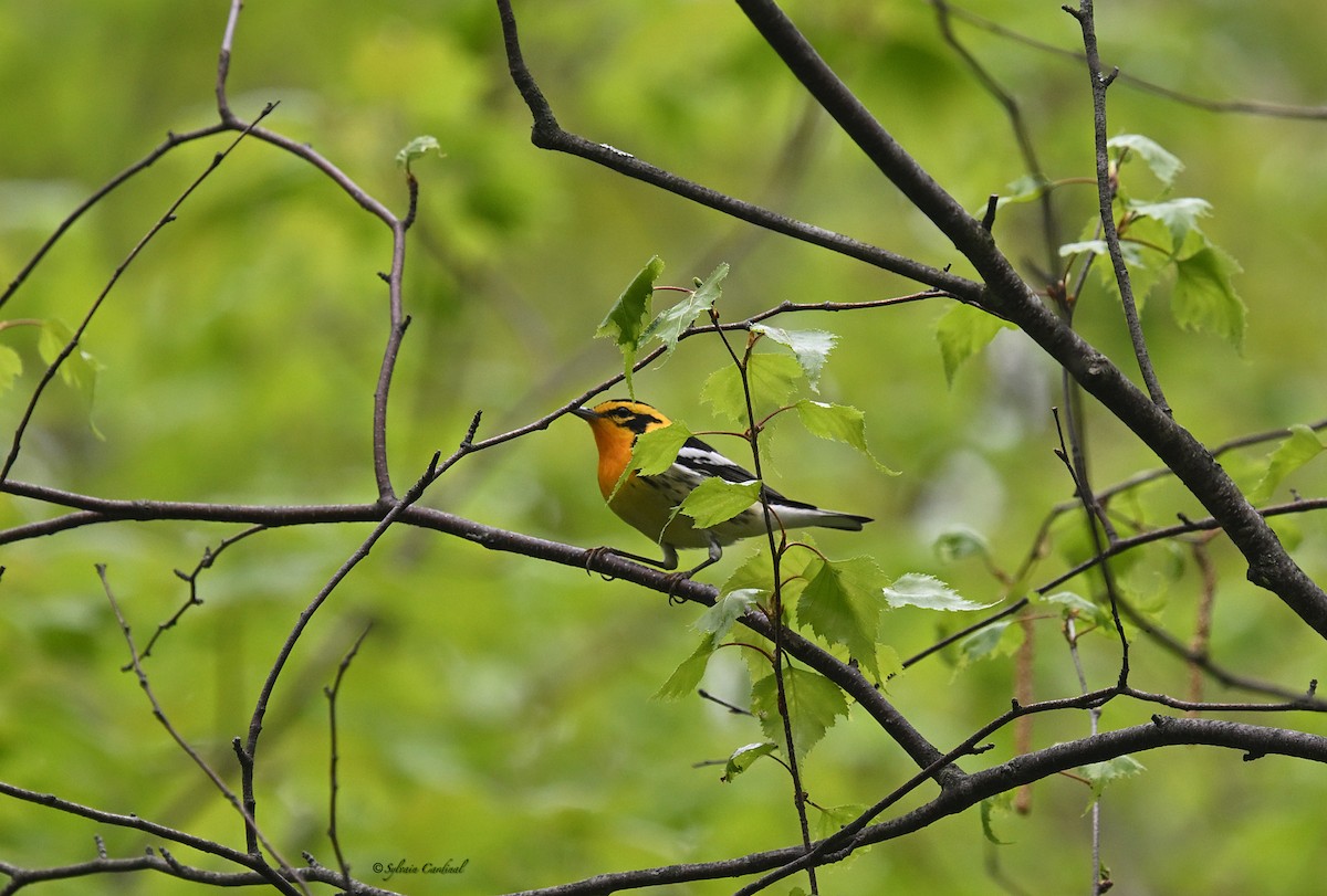 Blackburnian Warbler - Sylvain Cardinal