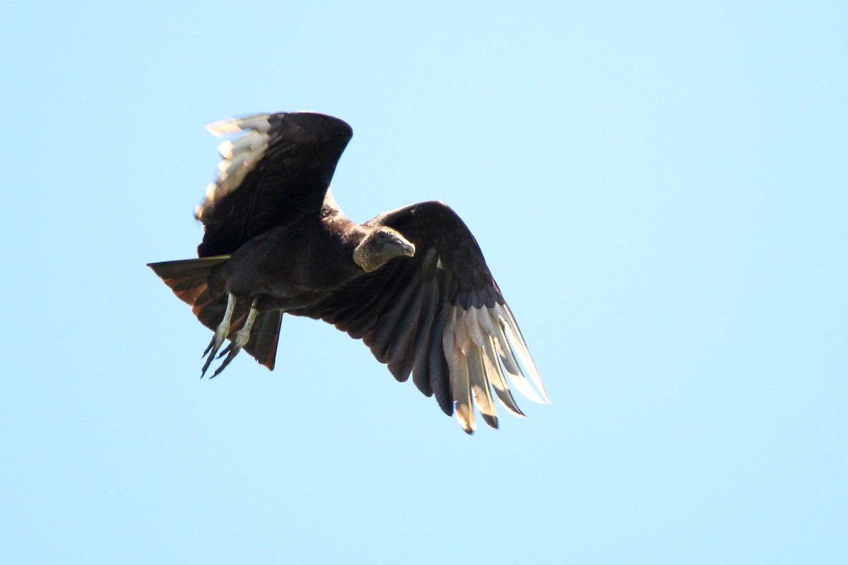 Black Vulture - Richard  Lechleitner