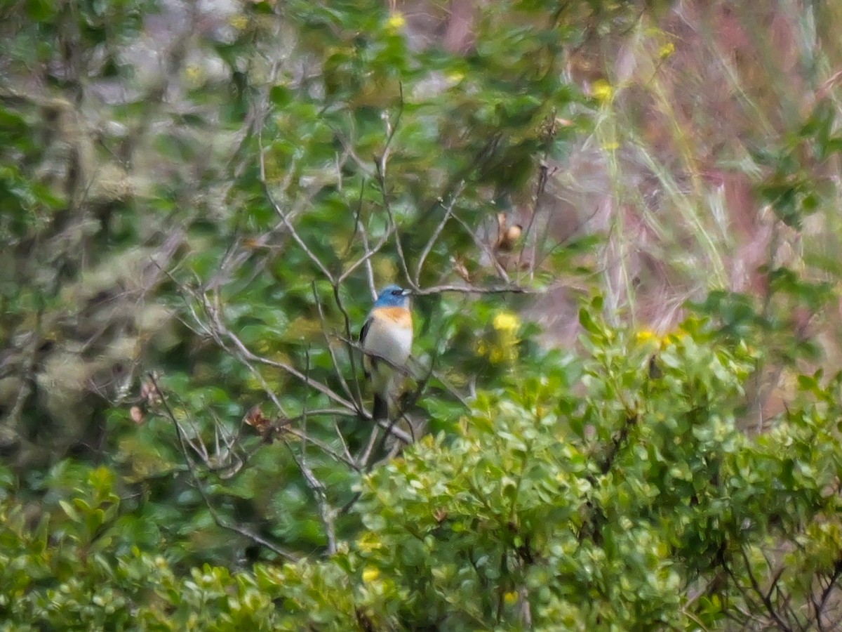 Lazuli Bunting - ML619102633