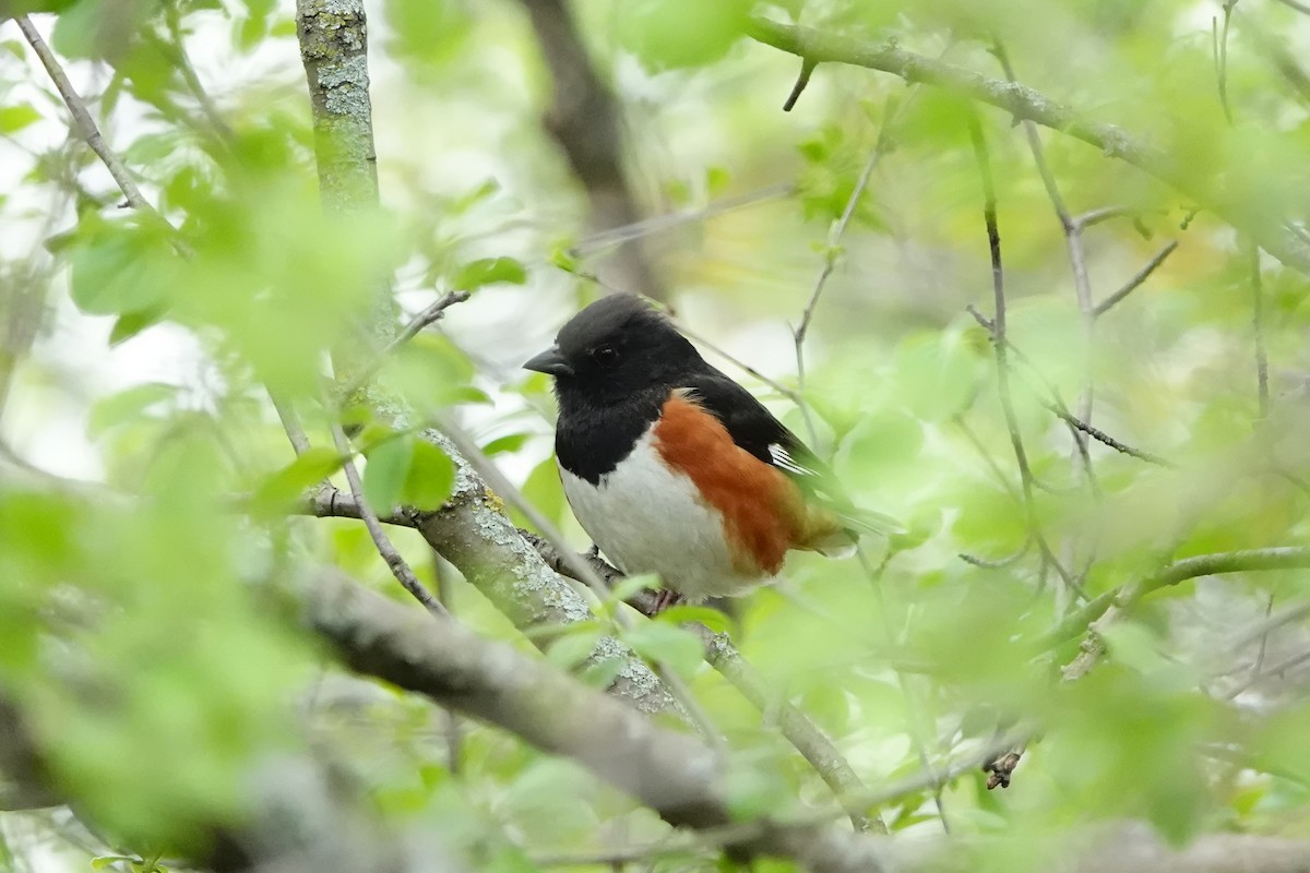 Eastern Towhee - ML619102635