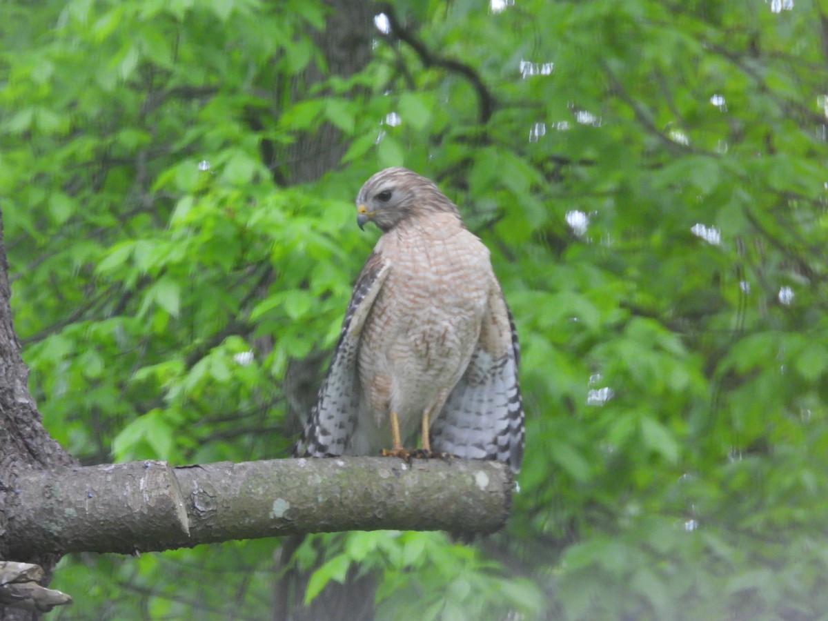 Red-shouldered Hawk - ML619102649