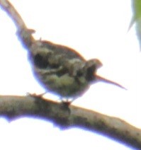 Yellow-rumped Warbler (Myrtle) - ML619102650