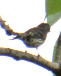 Yellow-rumped Warbler (Myrtle) - ML619102651