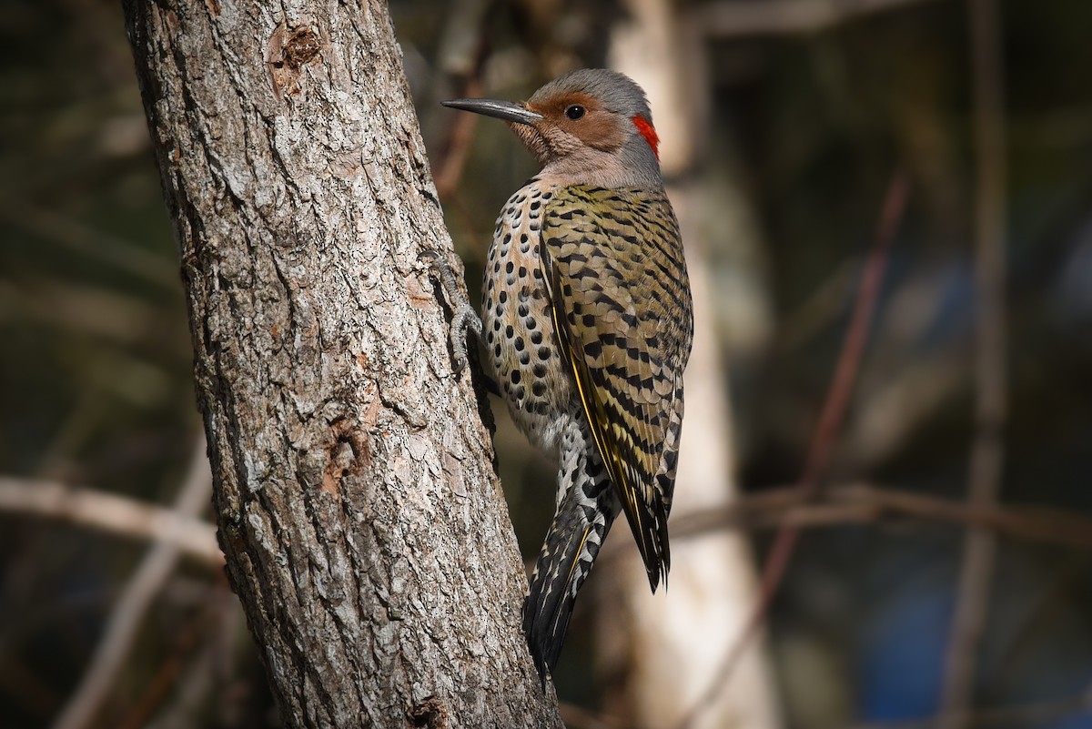 Northern Flicker - ML619102652