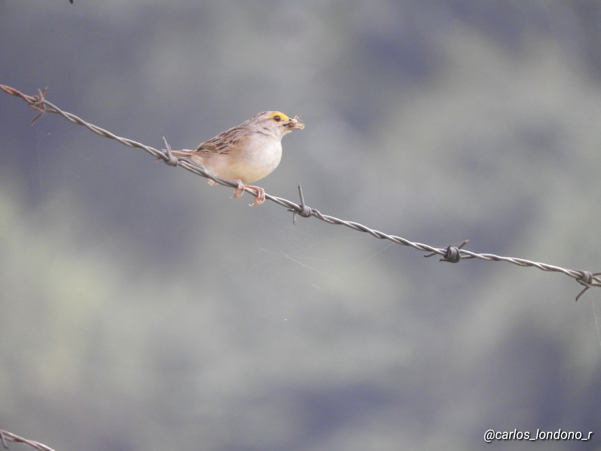 Yellow-browed Sparrow - Carlos Londoño
