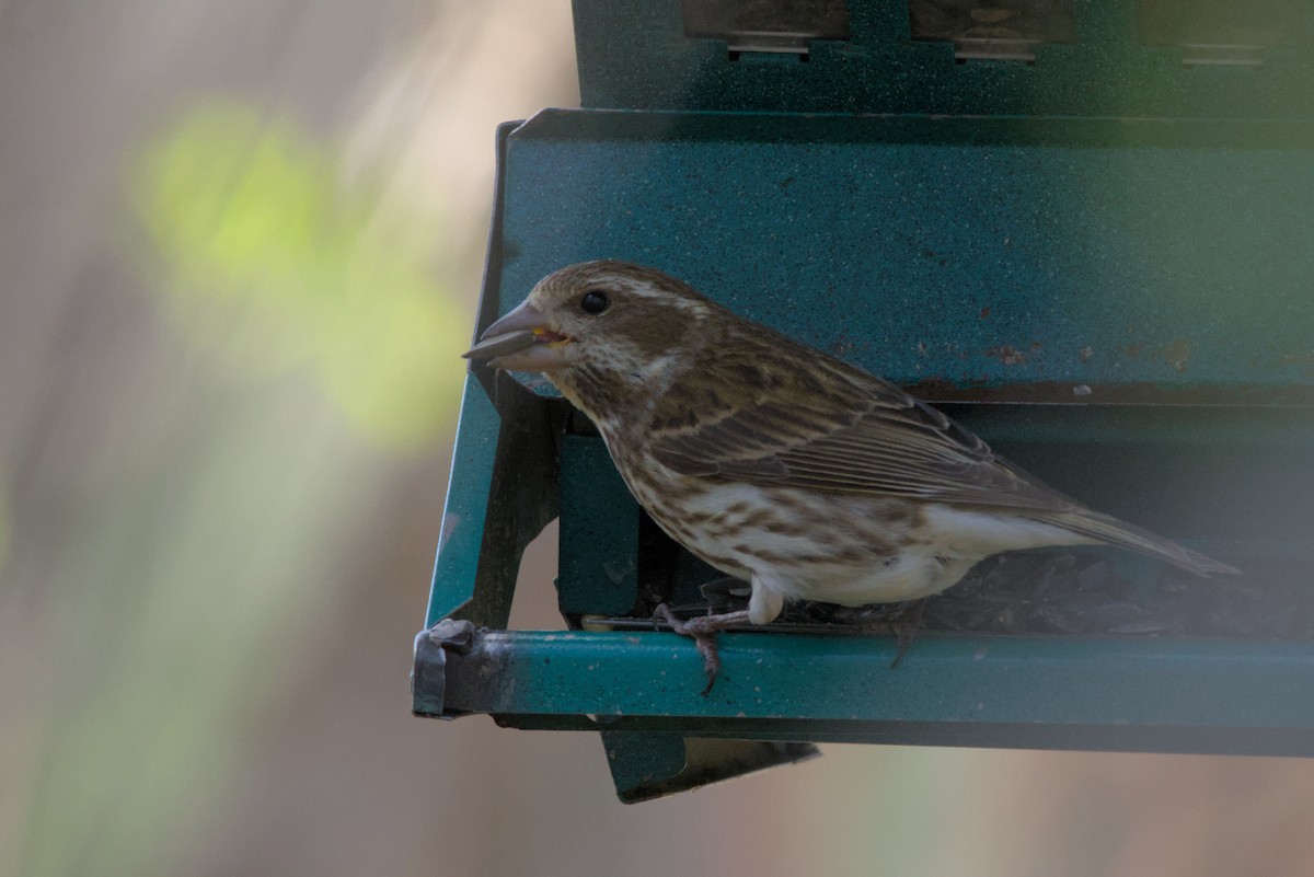 Purple Finch - Carson Kearns