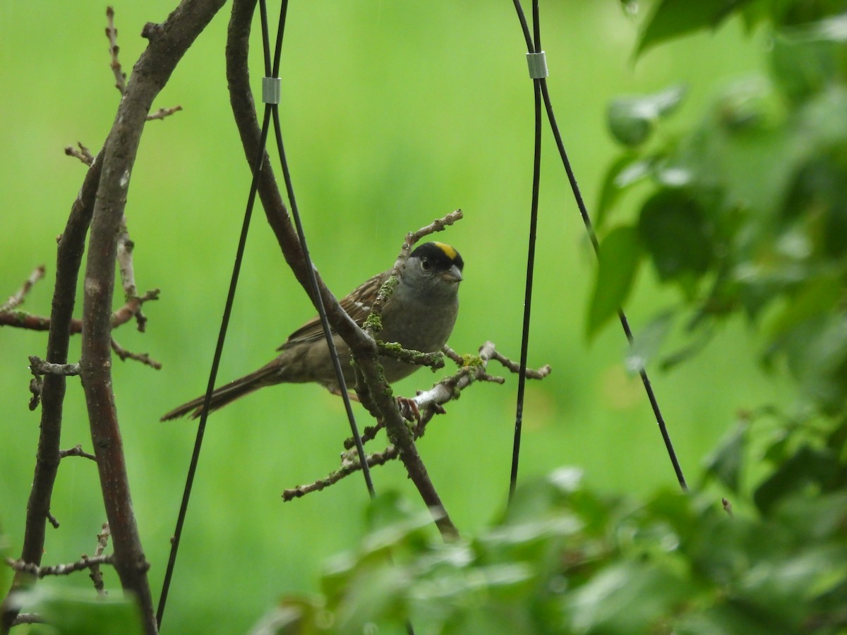 Golden-crowned Sparrow - Suzy Wright