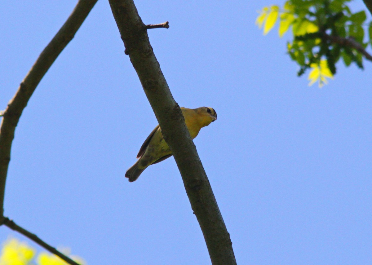 Worm-eating Warbler - Silas Wareham