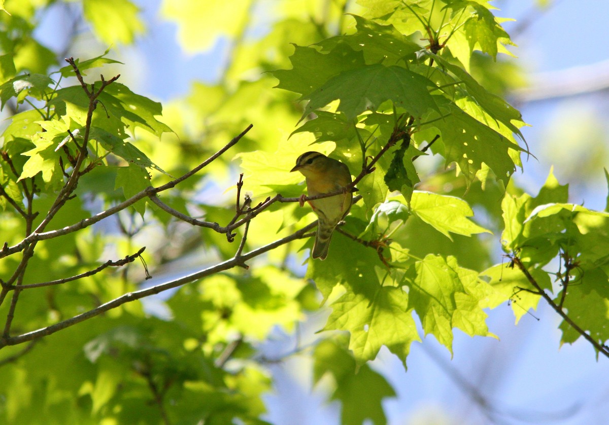 Worm-eating Warbler - Silas Wareham