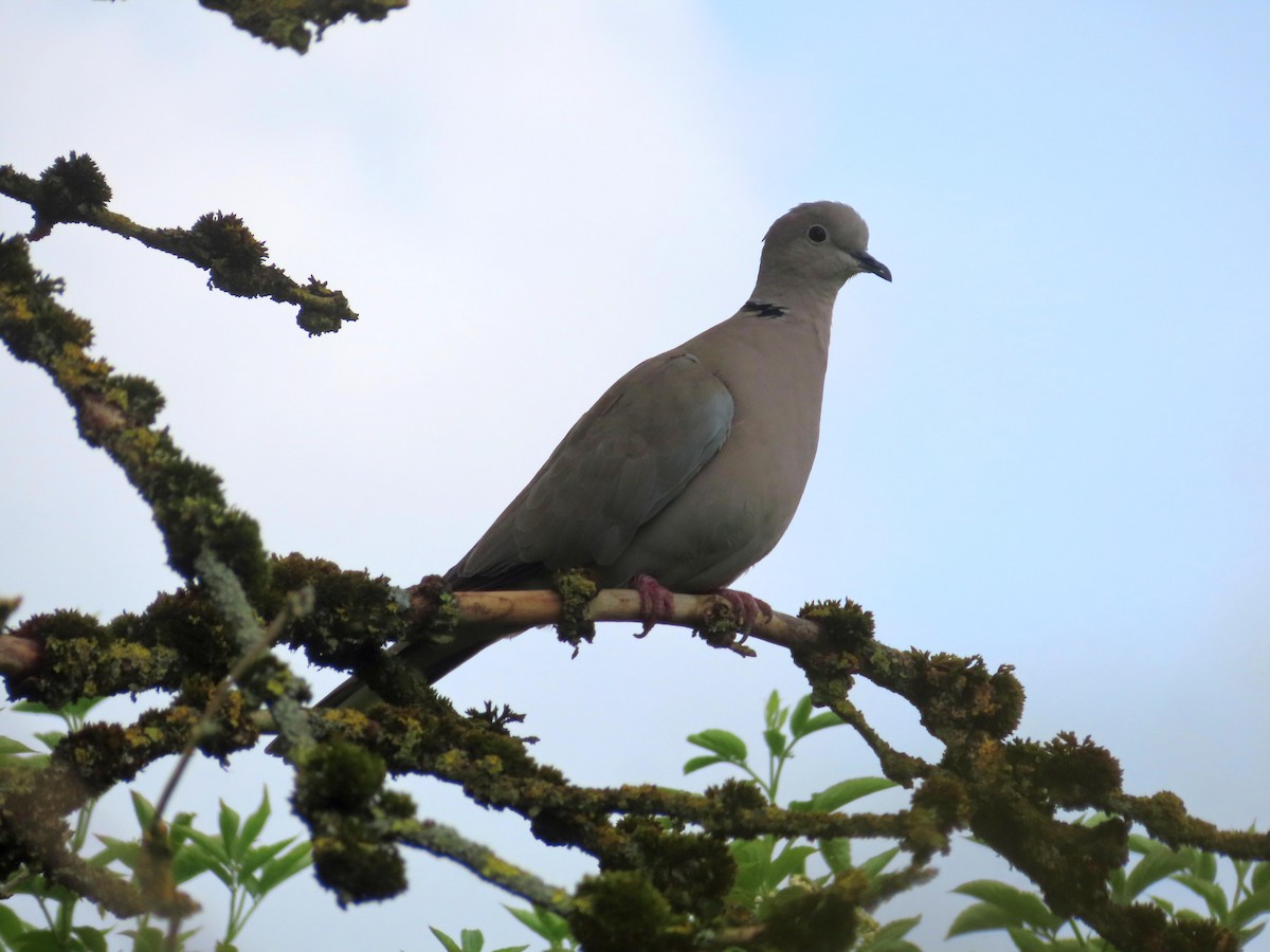 Eurasian Collared-Dove - Eddie Cooney