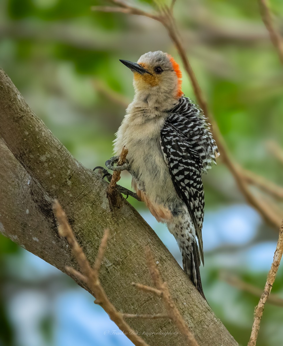Red-bellied Woodpecker - ML619102696