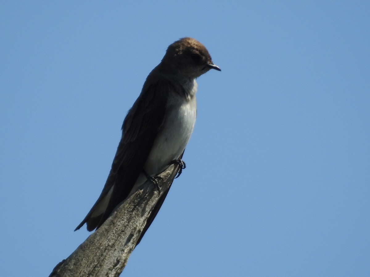 Northern Rough-winged Swallow - Peter Erickson