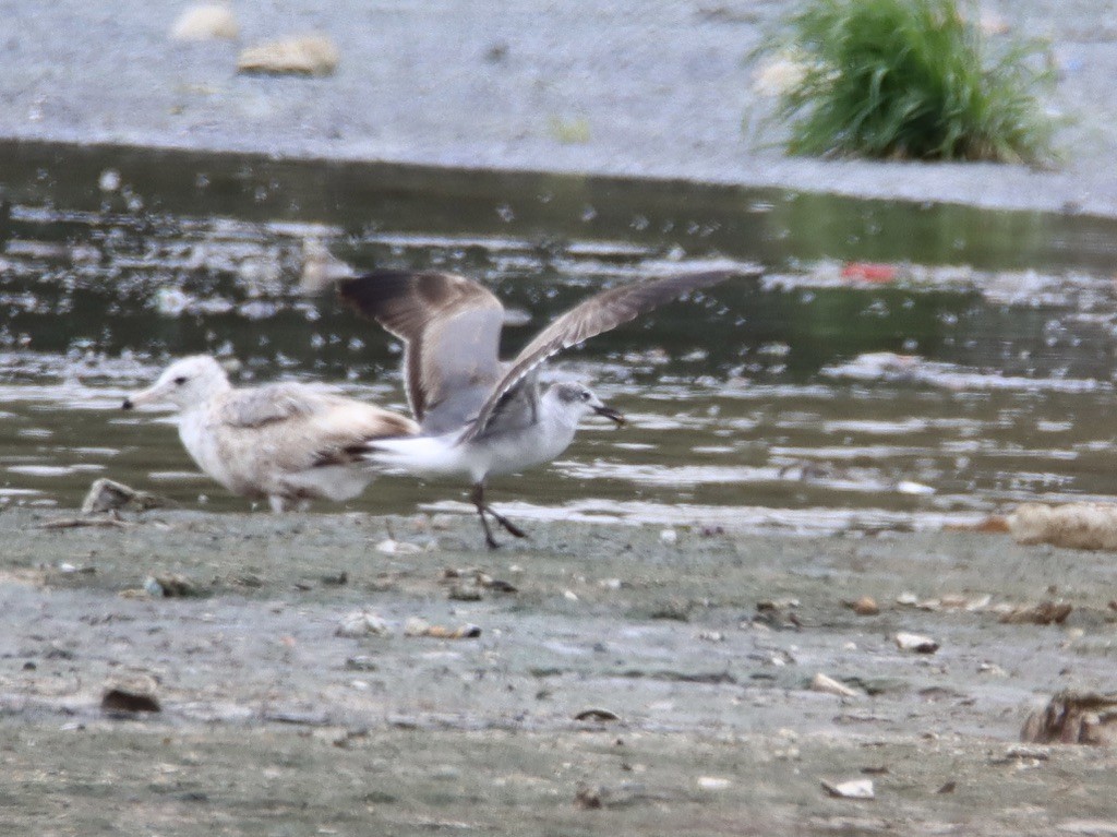 Laughing Gull - Patricia Langen