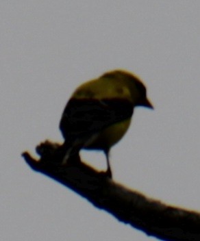 American Goldfinch - Samuel Harris