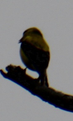 American Goldfinch - ML619102713