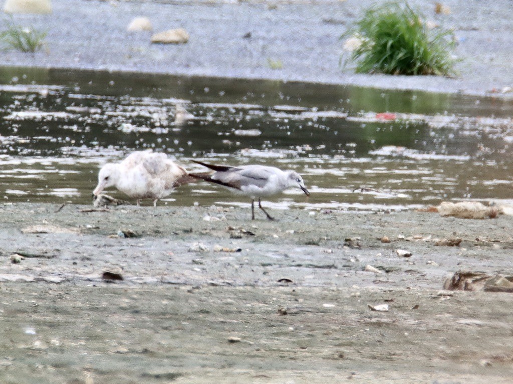 Laughing Gull - ML619102715