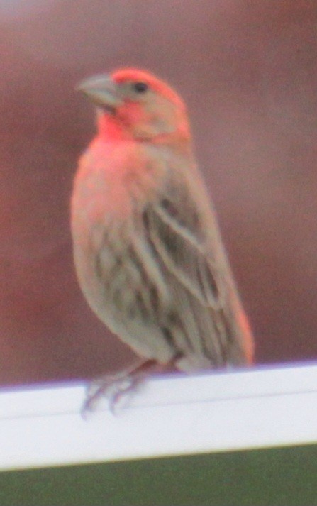 House Finch - ML619102717