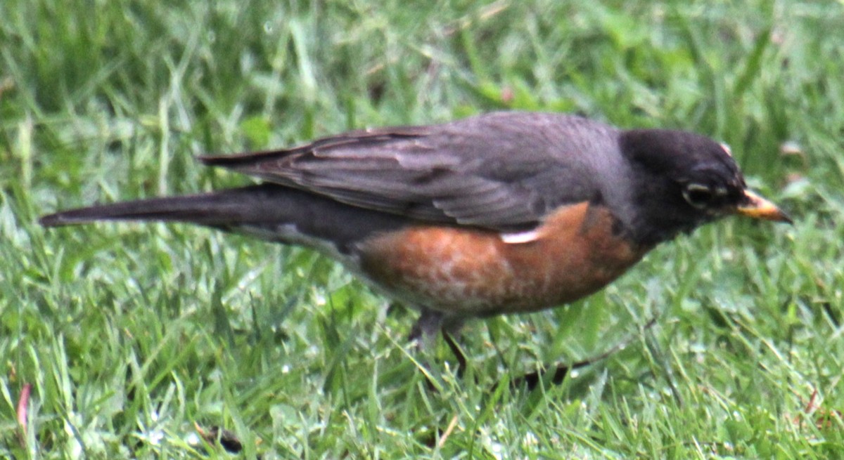 American Robin - ML619102721