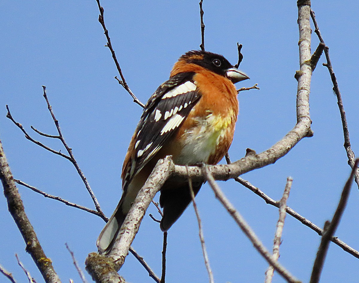 Black-headed Grosbeak - Martha Keller