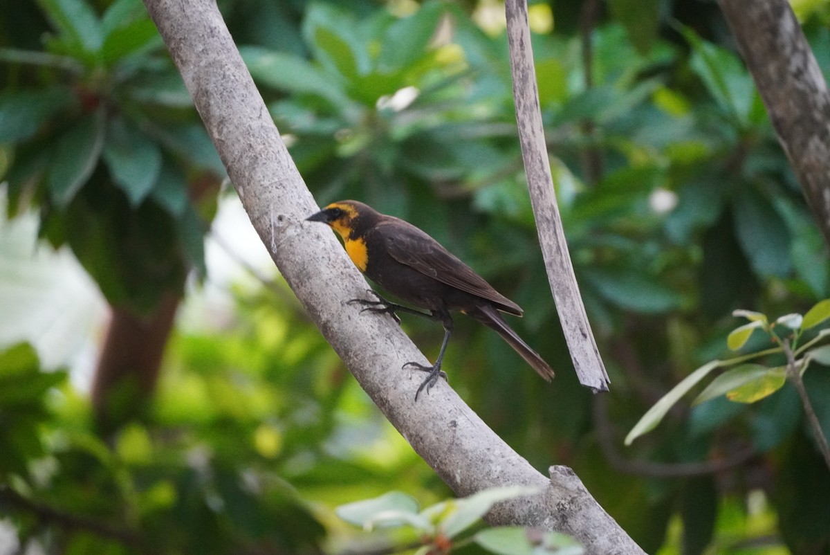 Yellow-headed Blackbird - Rachel Sept