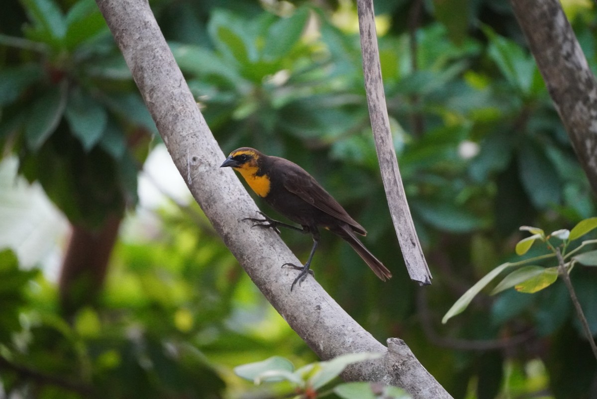 Yellow-headed Blackbird - Rachel Sept