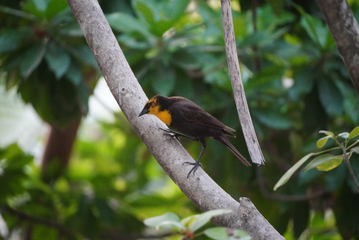 Yellow-headed Blackbird - Rachel Sept