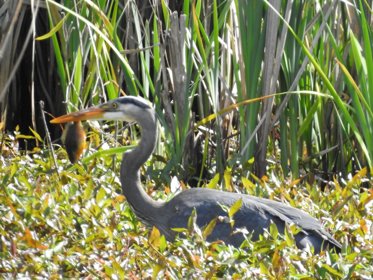 Great Blue Heron - Peter Erickson