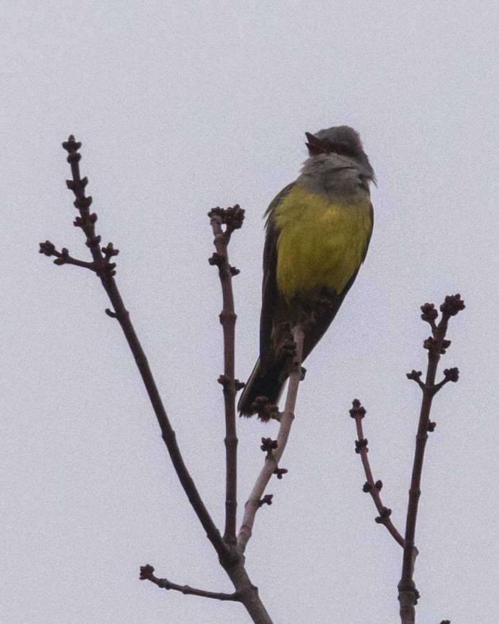 Western Kingbird - ML619102770