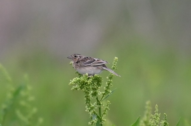 Grasshopper Sparrow - ML619102780