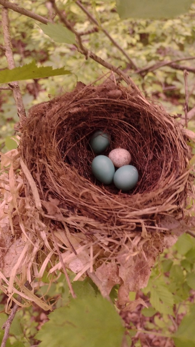 Wood Thrush - Ron Mumme