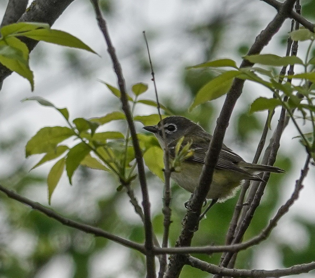 Blue-headed Vireo - Mark Otnes