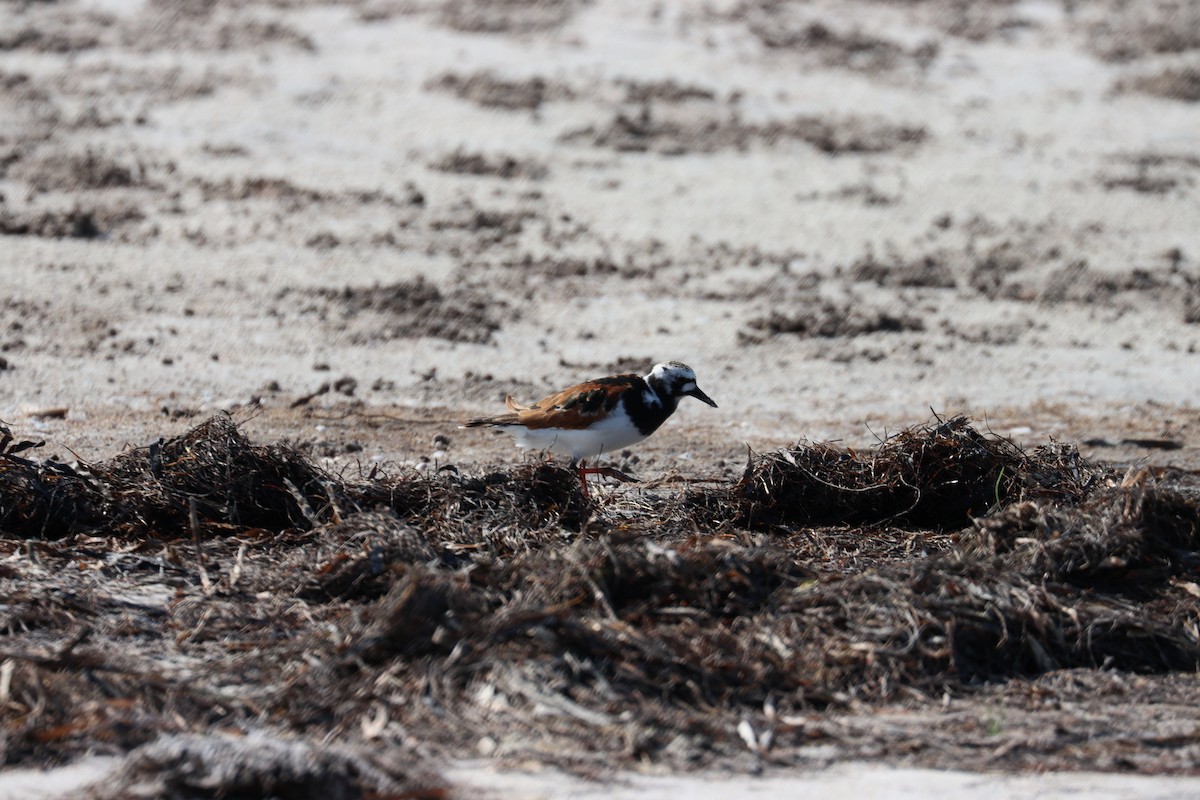 Ruddy Turnstone - Robert Stewart