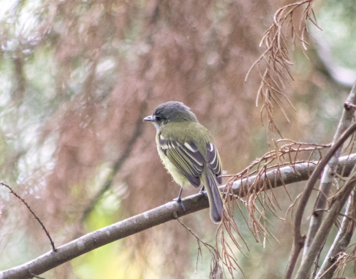 Yellow-winged Flatbill - Santiago Cañaveral Suarez