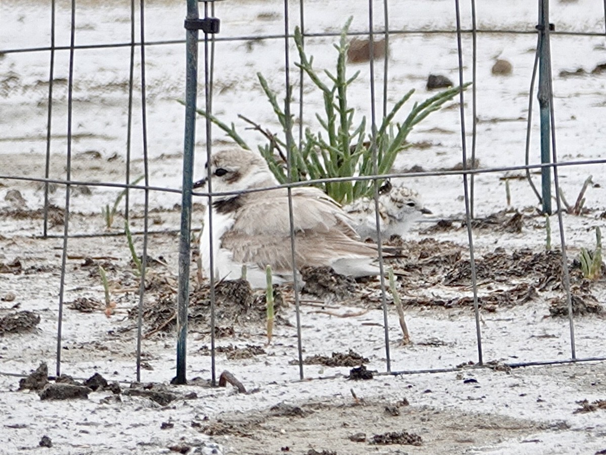 Snowy Plover - ML619102818