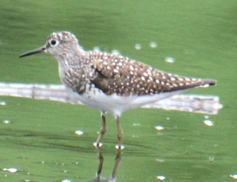 eremittsnipe (solitaria) - ML619102820